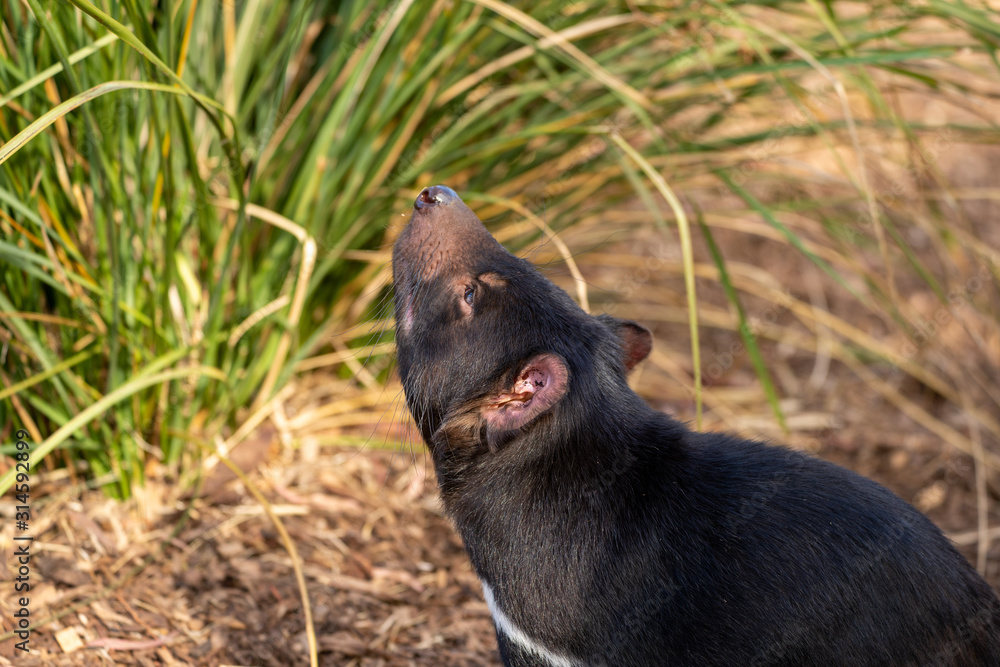 タスマニアデビル