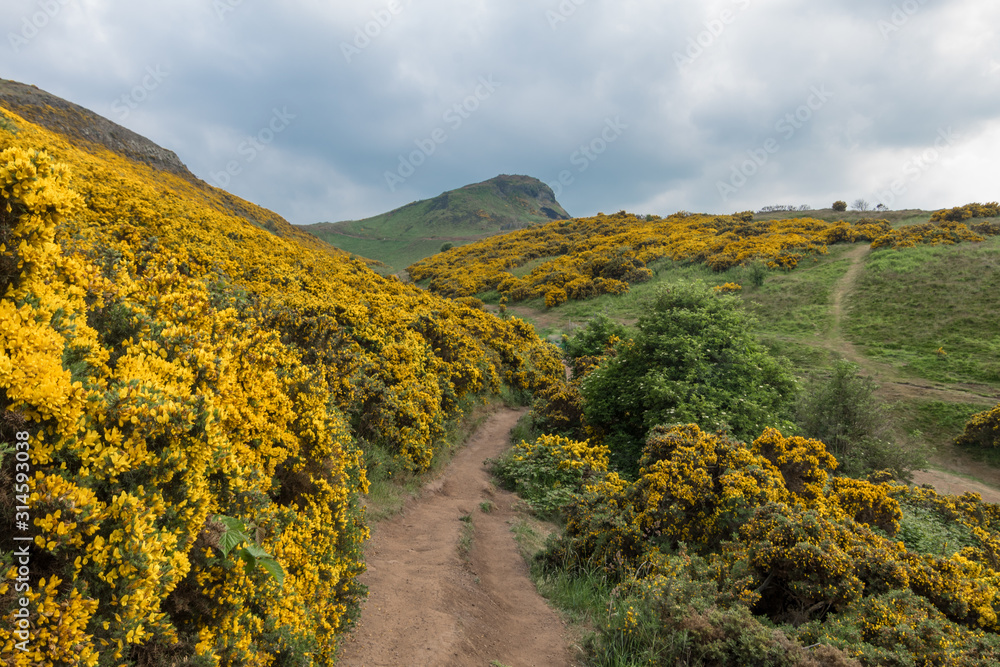 View of Scottish mountains with yellow flowers