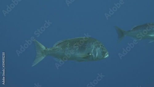 Two common dentex in blue water, Mediterranean Sea
