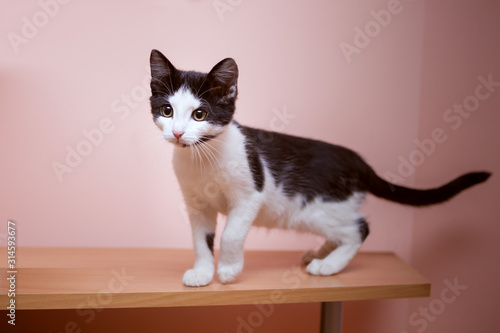 A small black and white kitten walks on a wooden table along a salmon-colored wall. He looks curiously into the distance.