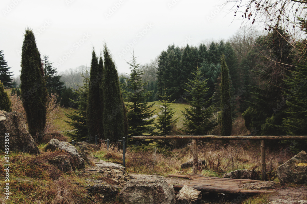 Obraz premium pine forest in the morning