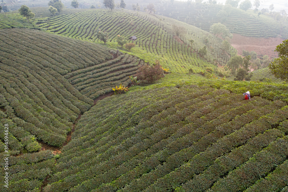 Aerial view of a Pu'er (Puer) tea plantation in Xishuangbanna, Yunnan - China