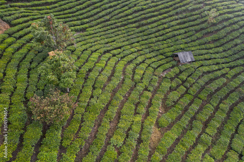 Aerial view of a Pu'er (Puer) tea plantation in Xishuangbanna, Yunnan - China photo