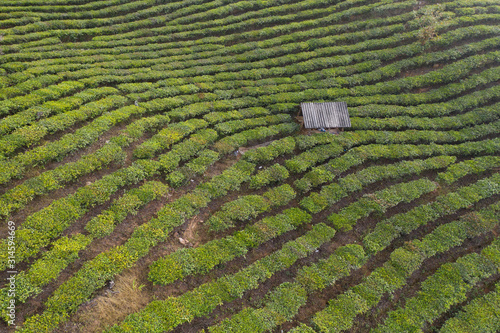 Aerial view of a Pu'er (Puer) tea plantation in Xishuangbanna, Yunnan - China photo