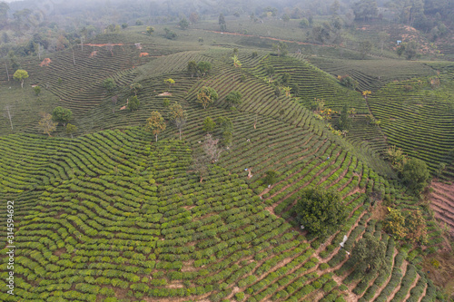 Aerial view of a Pu'er (Puer) tea plantation in Xishuangbanna, Yunnan - China photo