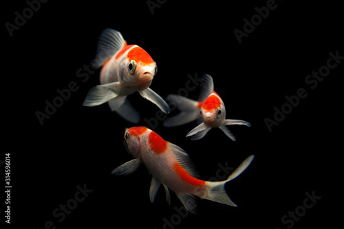Butterfly koi fish Long Tail isolated on black .