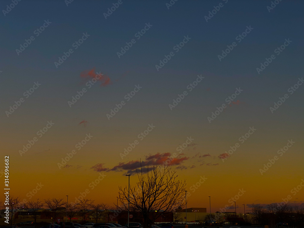 Fototapeta premium flight of birds