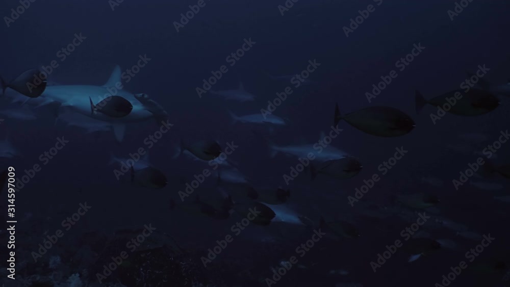 Schooling Hammerhead sharks at coral reef, under water shot, Indonesia Schooling Hammerhead sharks at coral reef, under water shot, Indonesia