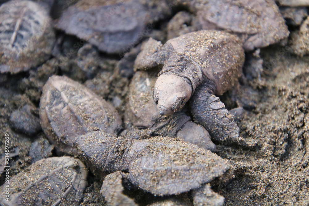 New born turtles going back to the ocean for the first time in Costa Rica New born turtles going back to the ocean for the first time in Costa Rica