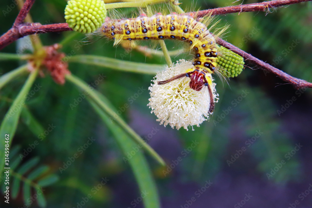 Fototapeta premium Yellow worms on flowers leaves in the garden