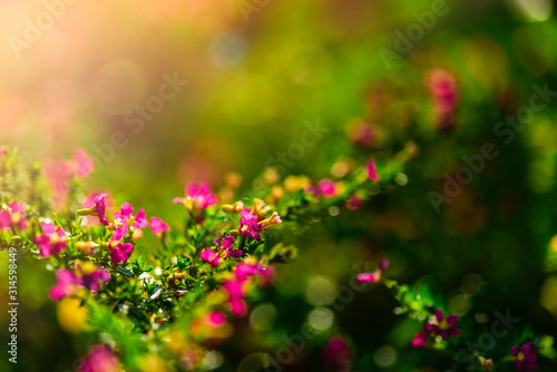 Pink flowers and sunshine in the morning