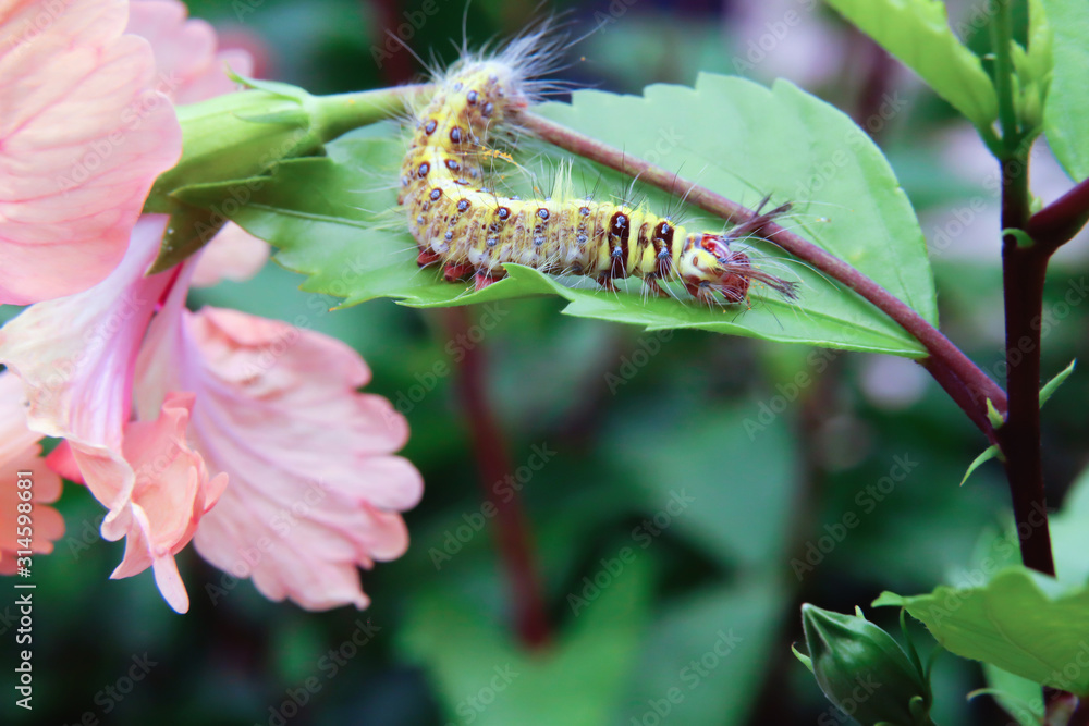 Fototapeta premium Yellow worms on flowers leaves in the garden