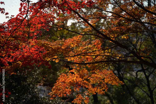 紅葉