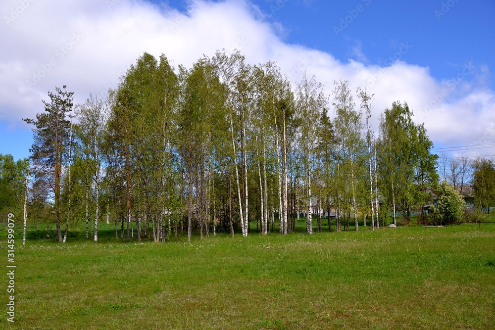 Birch grove on a green glade