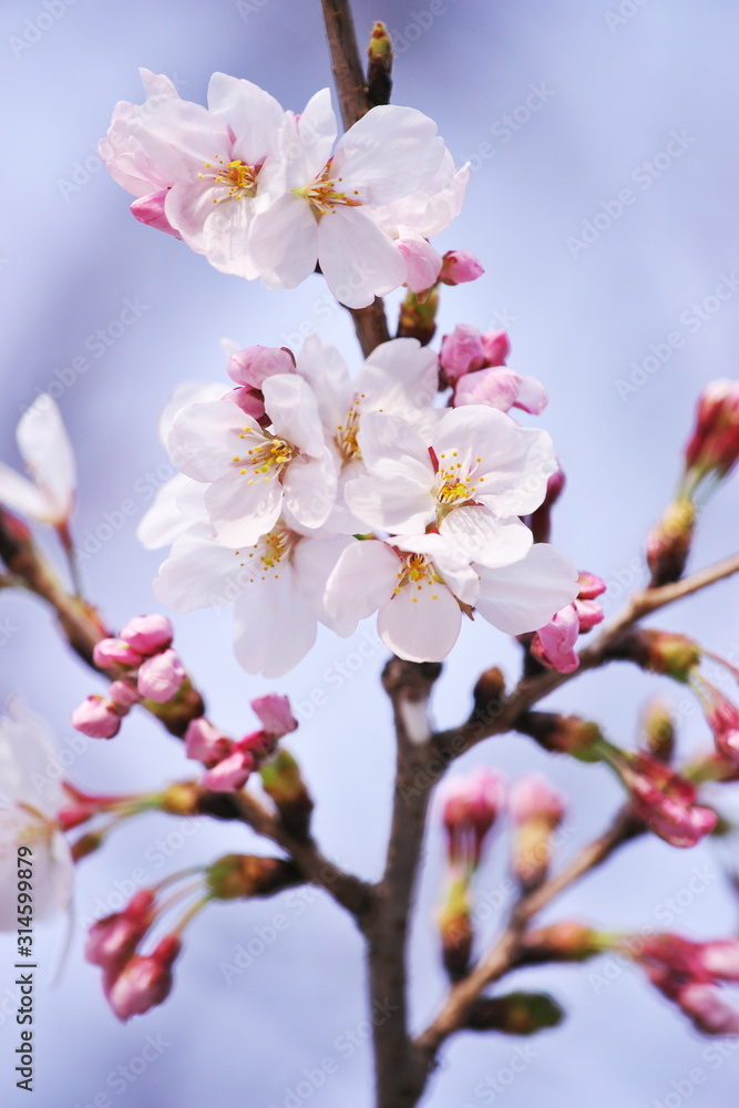 桜・花盛り