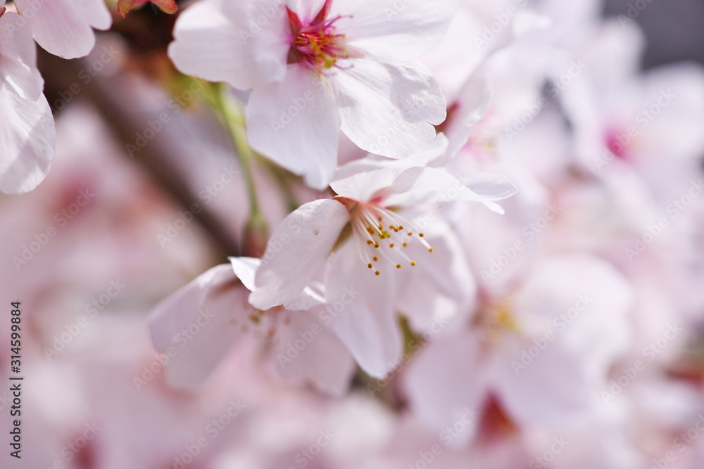桜・満開