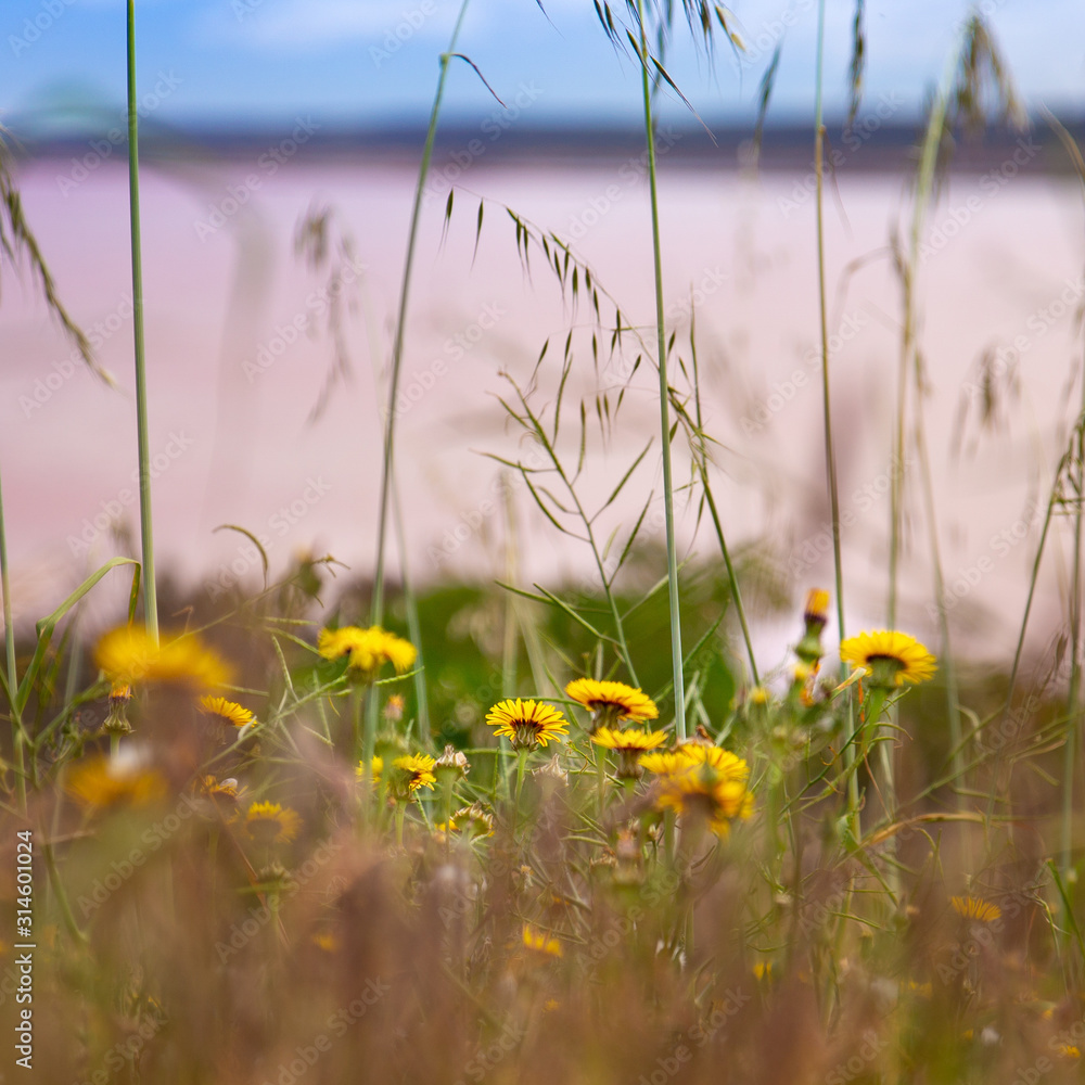 Fototapeta premium Small yellow flowers with pink lake