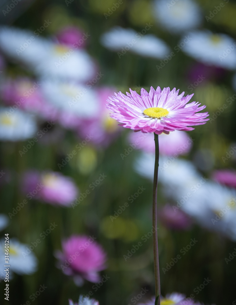 Obraz premium pink everlastings in a field