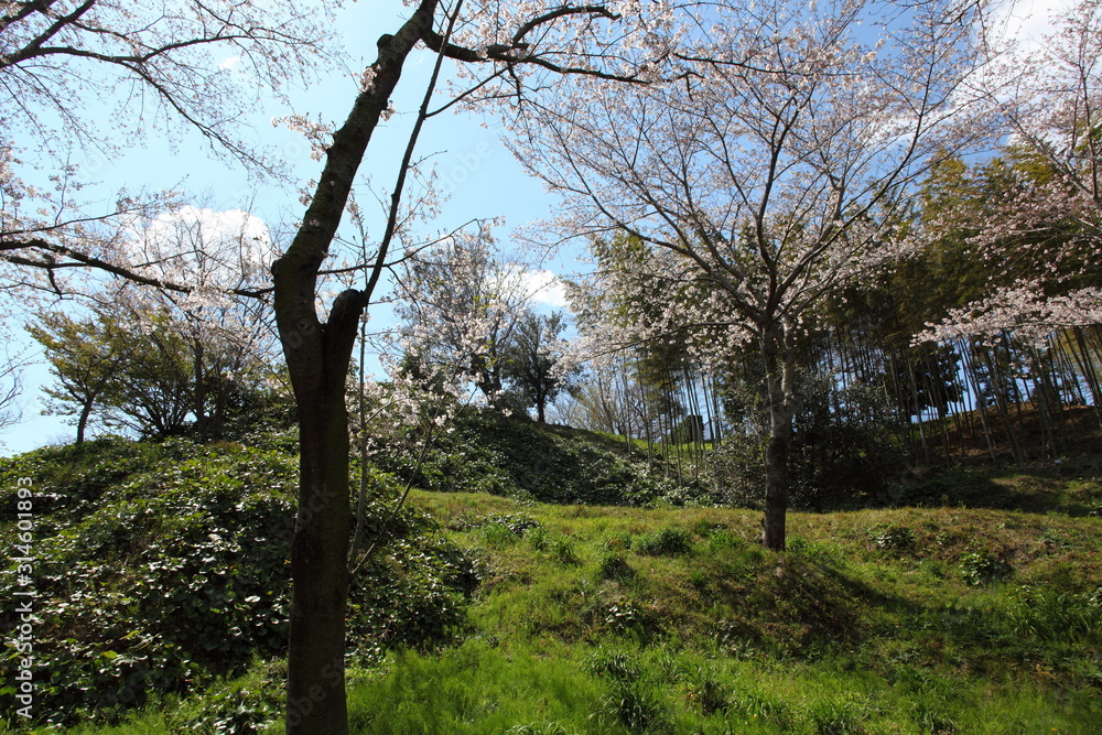 桜の咲く風景 桜の咲く風景