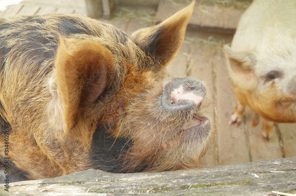 Fototapeta premium クネクネピッグ