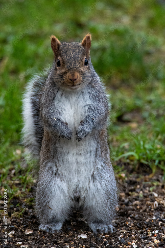 A picture of a eastern grey Squirrel standing on the ground. Vancouver BC Canada A picture of a eastern grey Squirrel standing on the ground. Vancouver BC Canada