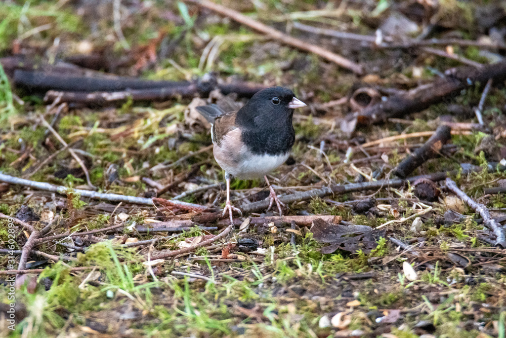 Obraz premium 地面で餌を探すユキヒメドリ バンクーバー カナダ