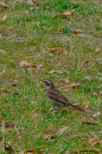 dusky thrush © Matthewadobe