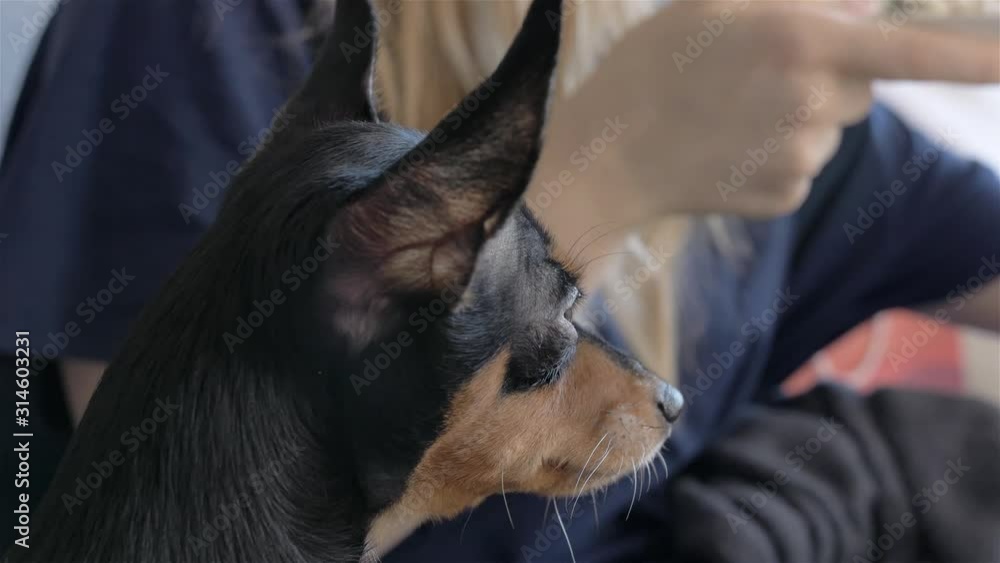 small cute black russian toy terrier dog looking on human who eats breakfast small cute black russian toy terrier dog looking on human who eats breakfast