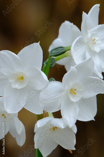 white daffodile