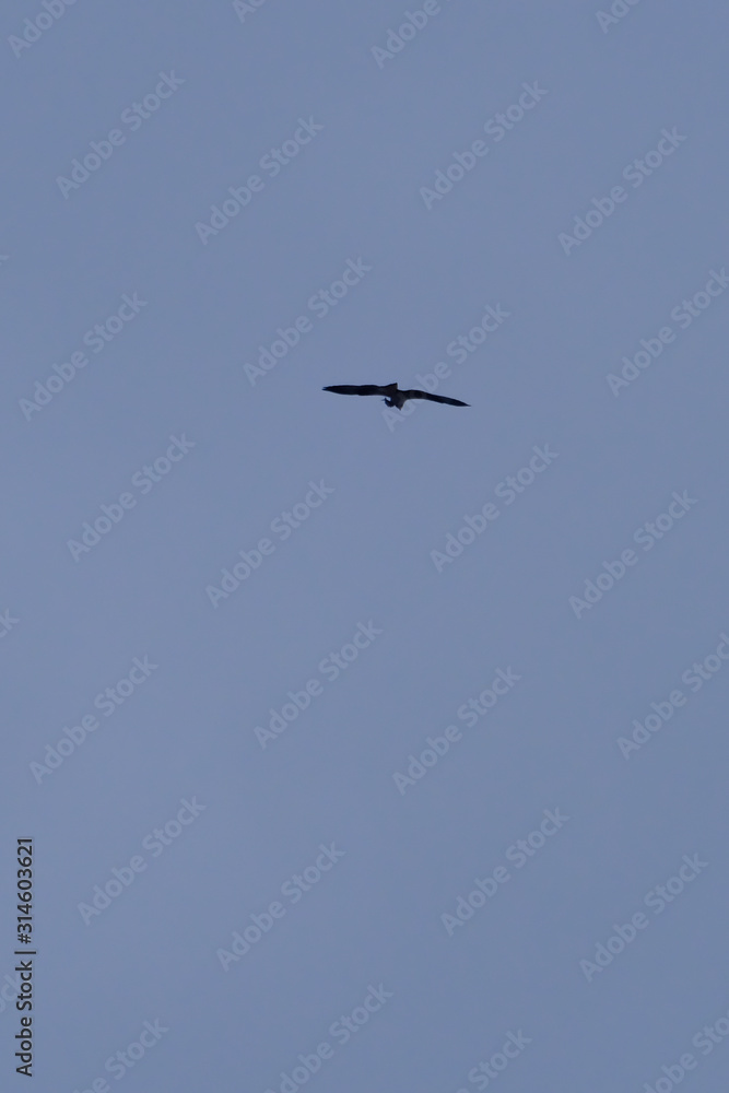 osprey bring a fish osprey bring a fish