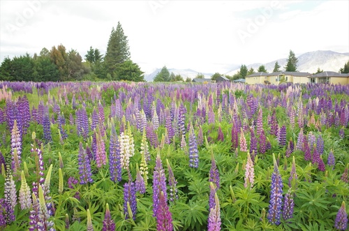 lake Tekapo and Lupine（Lupin）flower in NZ