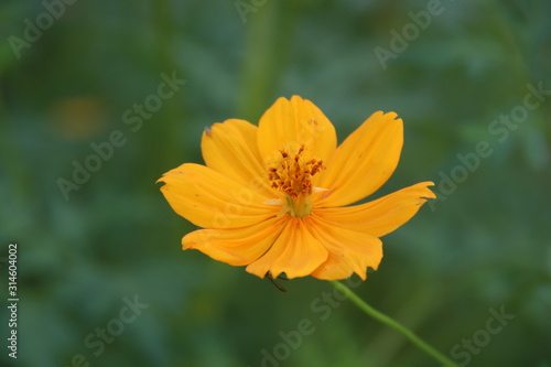 Yellow Thai Cosmos or Mexican aster flower and blur green leaves background.