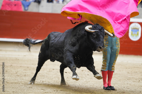 bullfight with the animal in the foreground
