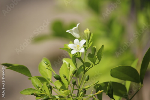 Japanese yellowish flower or Murraya paniculata