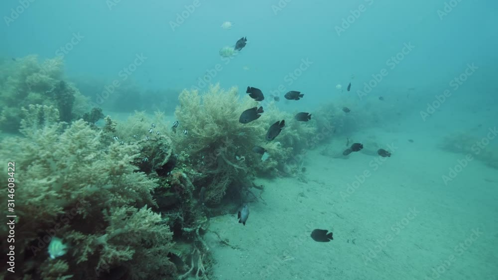 Scuba diver's point of view. Colorful underwater flora and fauna real time shot. Scuba diver's point of view. Colorful underwater flora and fauna real time shot.