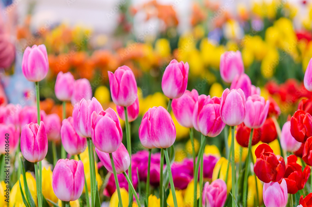Pink tulips Pink tulips