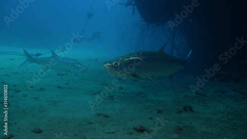 Two Tarpons swim close to sunken shipwreck, Bonaire photo