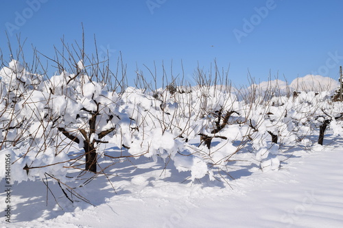 雪が着雪した樹木