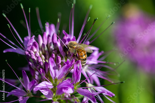 Bee on Flower