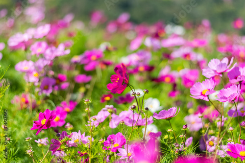 Beautiful cosmos flowers