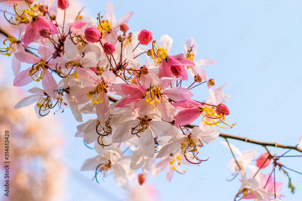 Obraz premium Cassia bakeriana Craib,