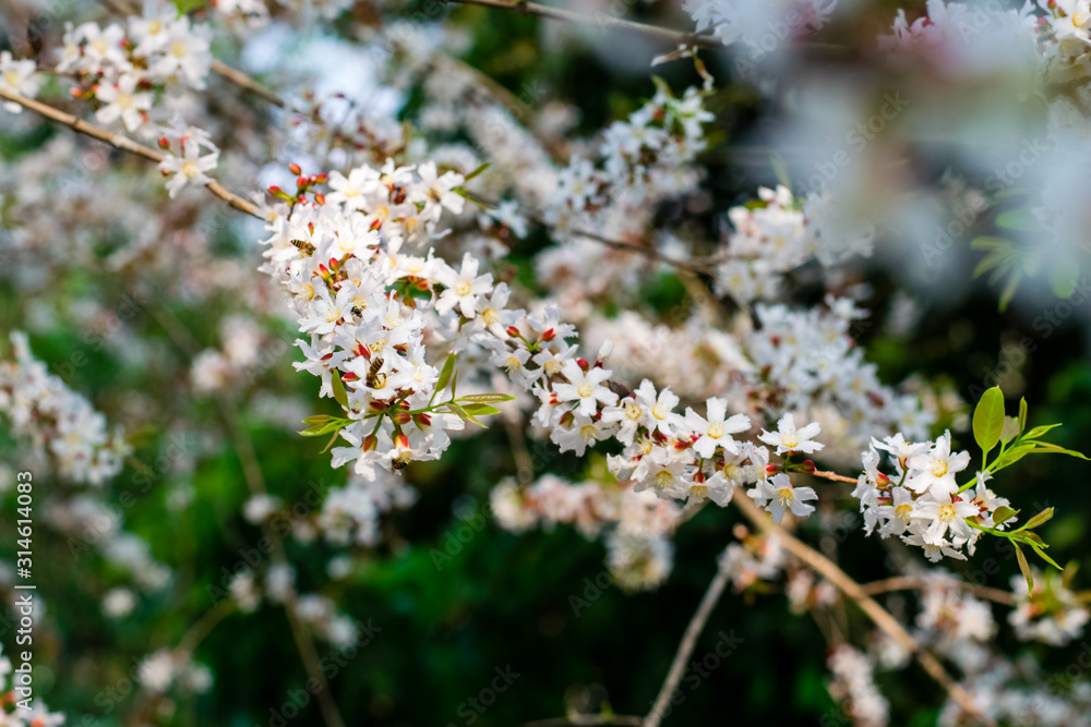 Guttiferae flower blossom Guttiferae flower blossom