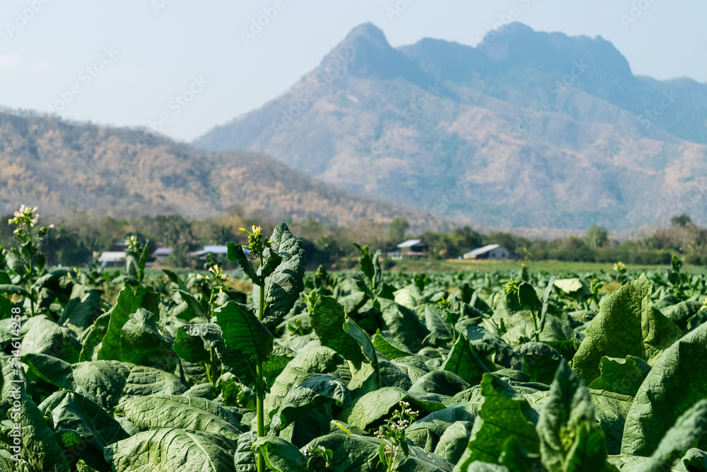 Tobacco planting in northern Thailand