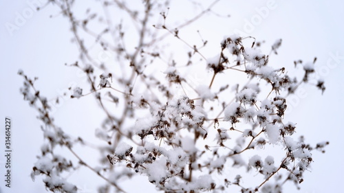 Wallpaper Mural  Snow on the branches and leaves of plants. Winter natural background for your design. Torontodigital.ca