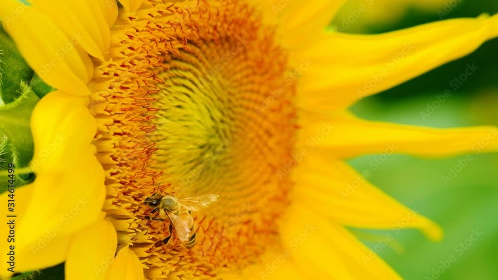 Bees searching for nectar from sunflower Bees searching for nectar from sunflower
