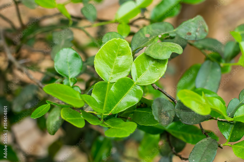 Bergamot green leaf Bergamot green leaf