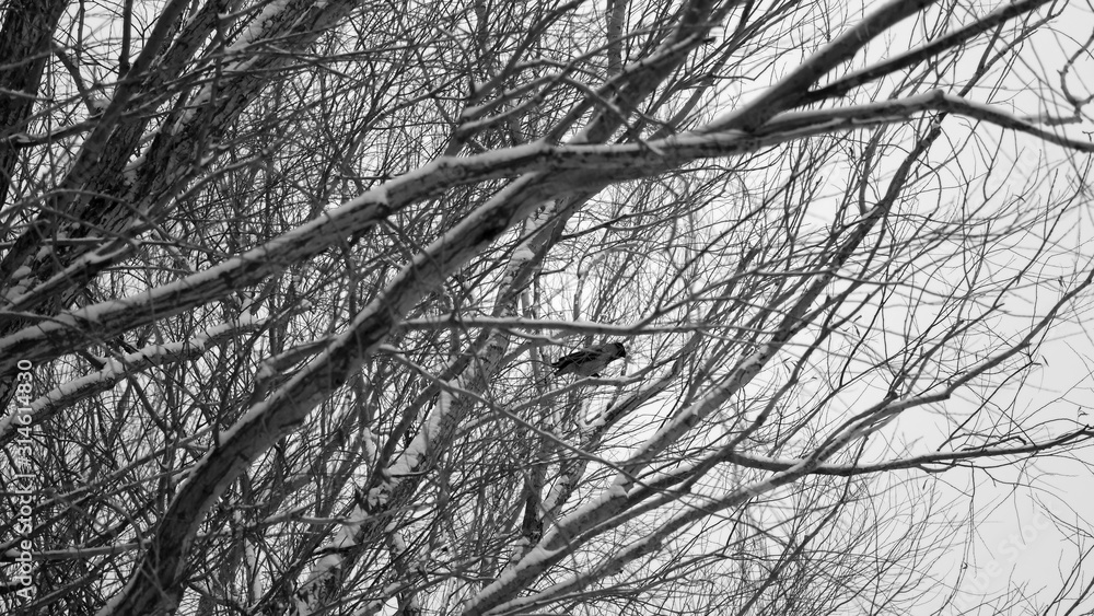 Snow on the branches and leaves of plants. Winter natural background for your design. Snow on the branches and leaves of plants. Winter natural background for your design.