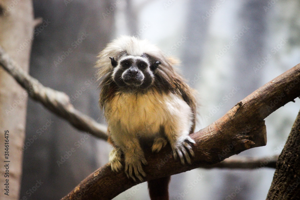 Naklejka premium monkey