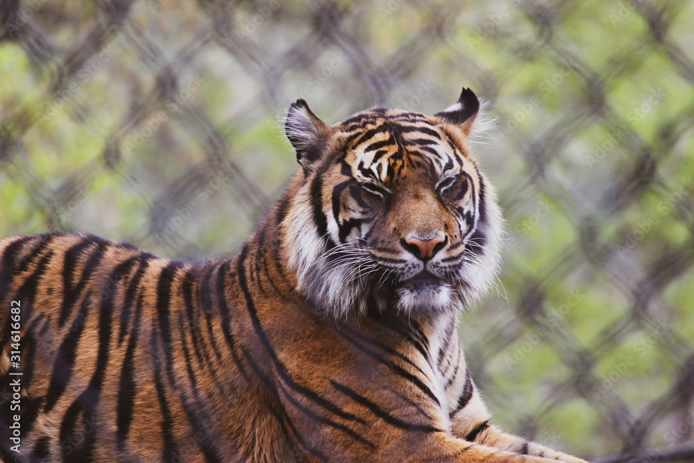 Fototapeta premium tiger in zoo