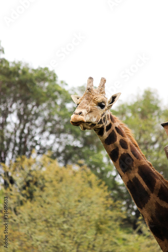 Fototapeta Naklejka Na Ścianę i Meble -  giraffe in zoo